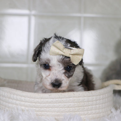 Joann - Available 2/4