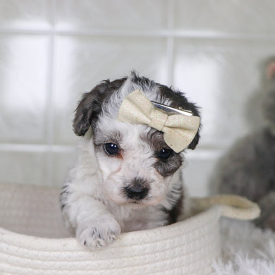 Joann - Available 2/4