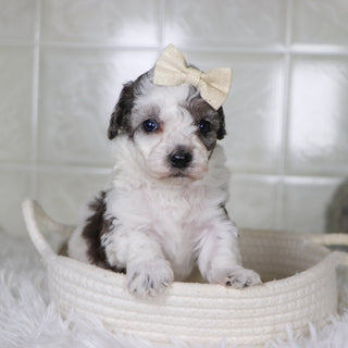 Joann - Available 2/4