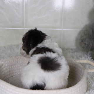 Joann - Available 2/4