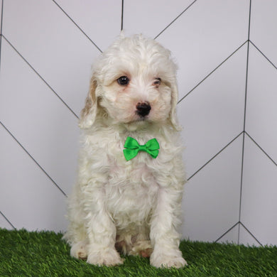 Joey - Available Now