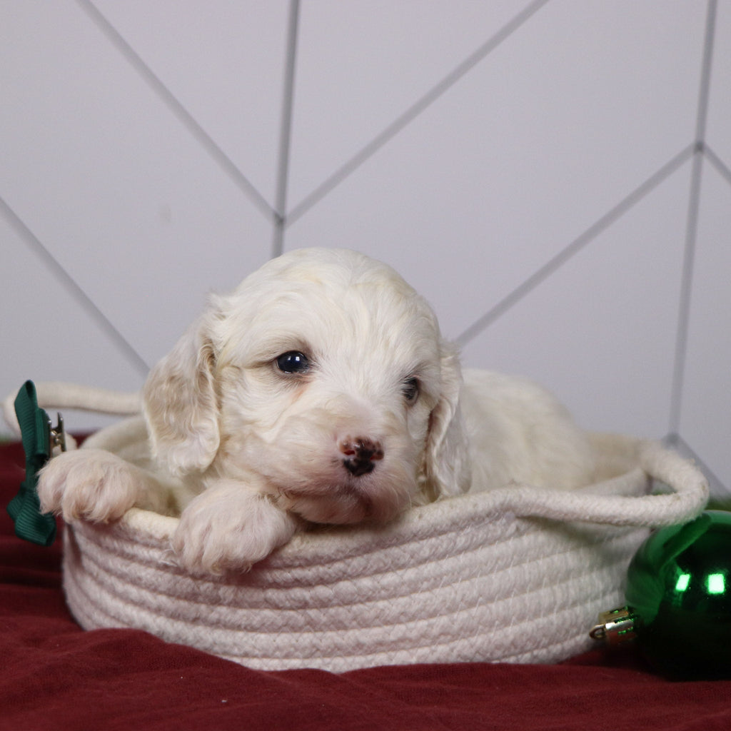 Joey - Available Now