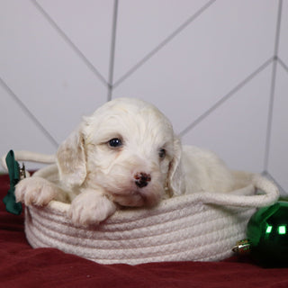 Joey - Available 1/14