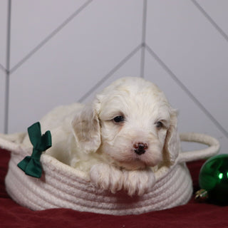 Joey - Available 1/14