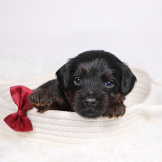 John - Available 12/17