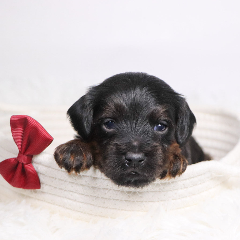 John - Available 12/17