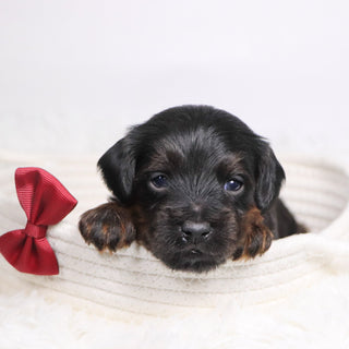 John - Available 12/17