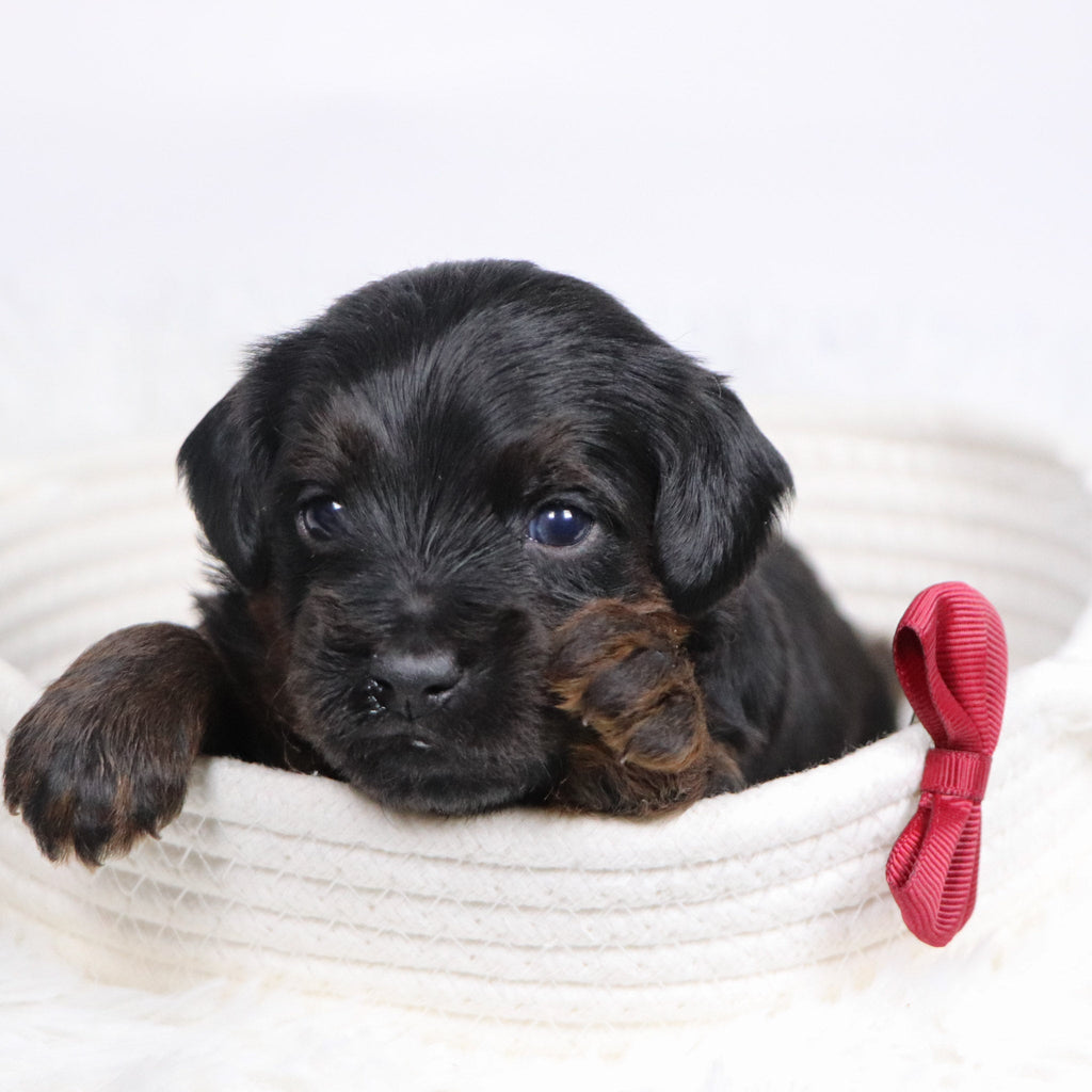 John - Available 12/17