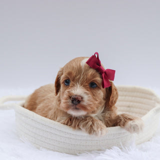 Jolly - Available 7/23
