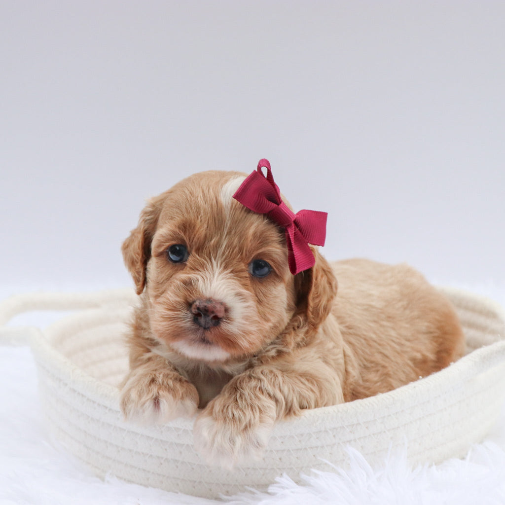 Jolly - Available 7/23