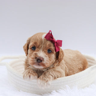 Jolly - Available 7/23