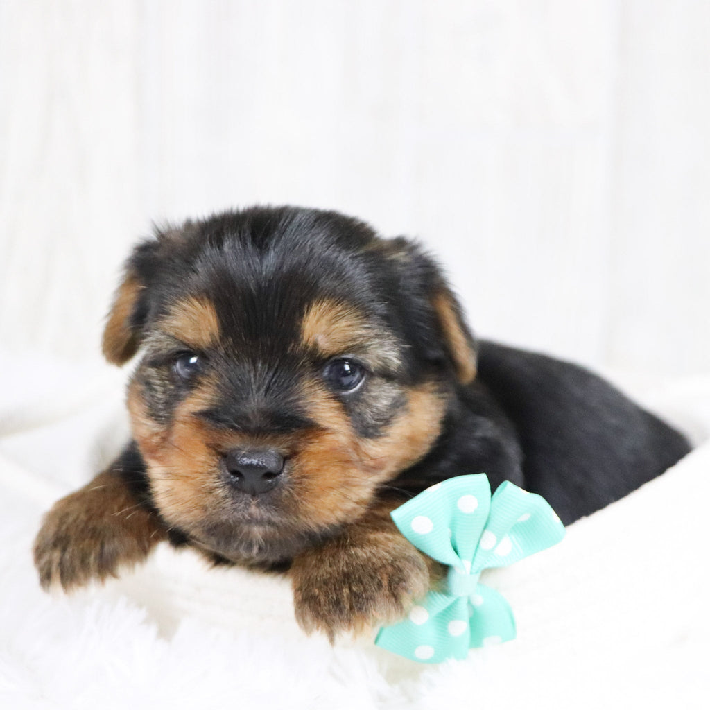 Jolt - Available 2/11