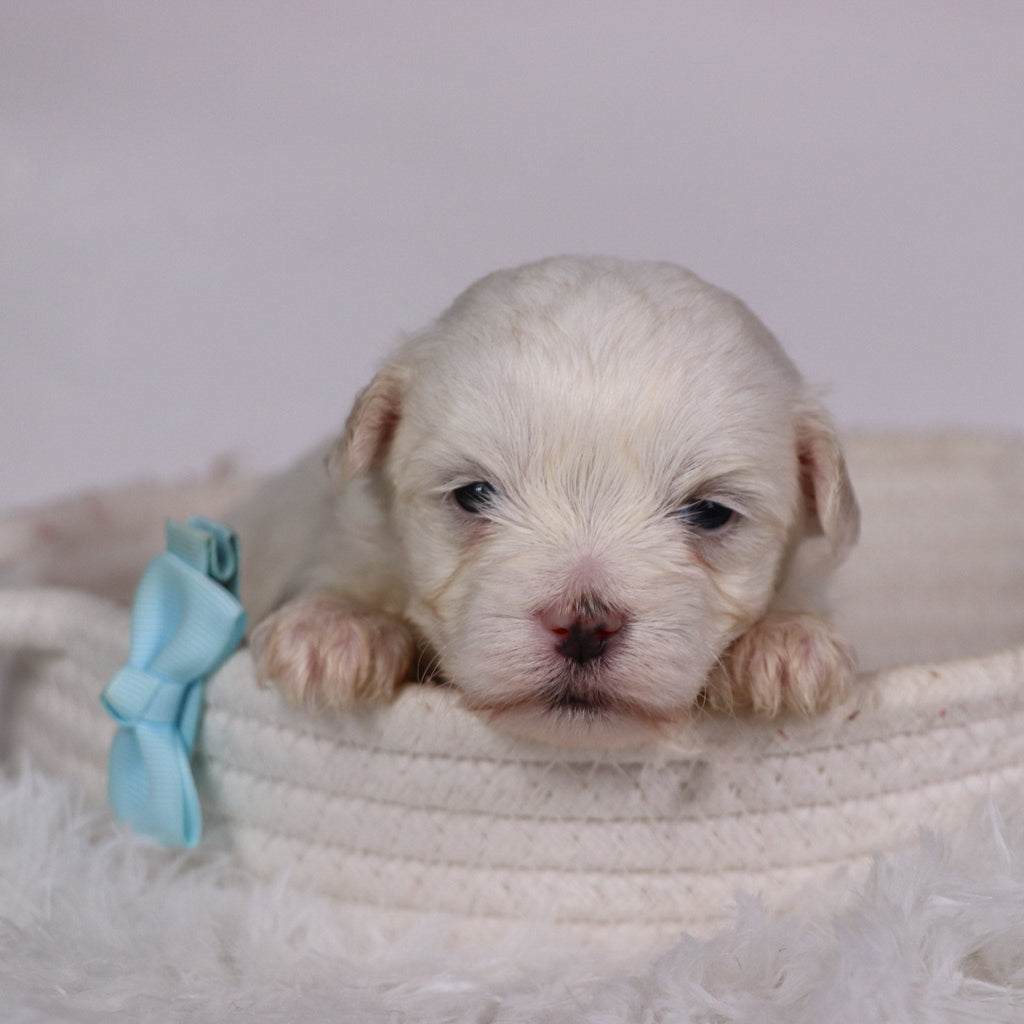 Josh - Available Now