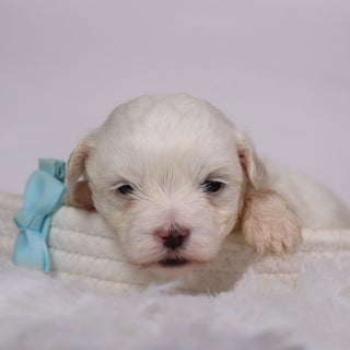 Josh - Available Now