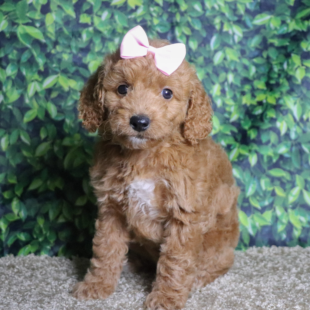 Jules - Available 12/10