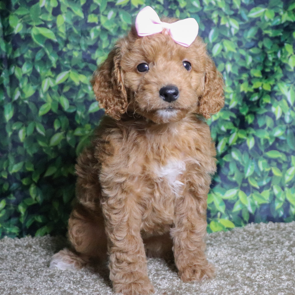 Jules - Available Now