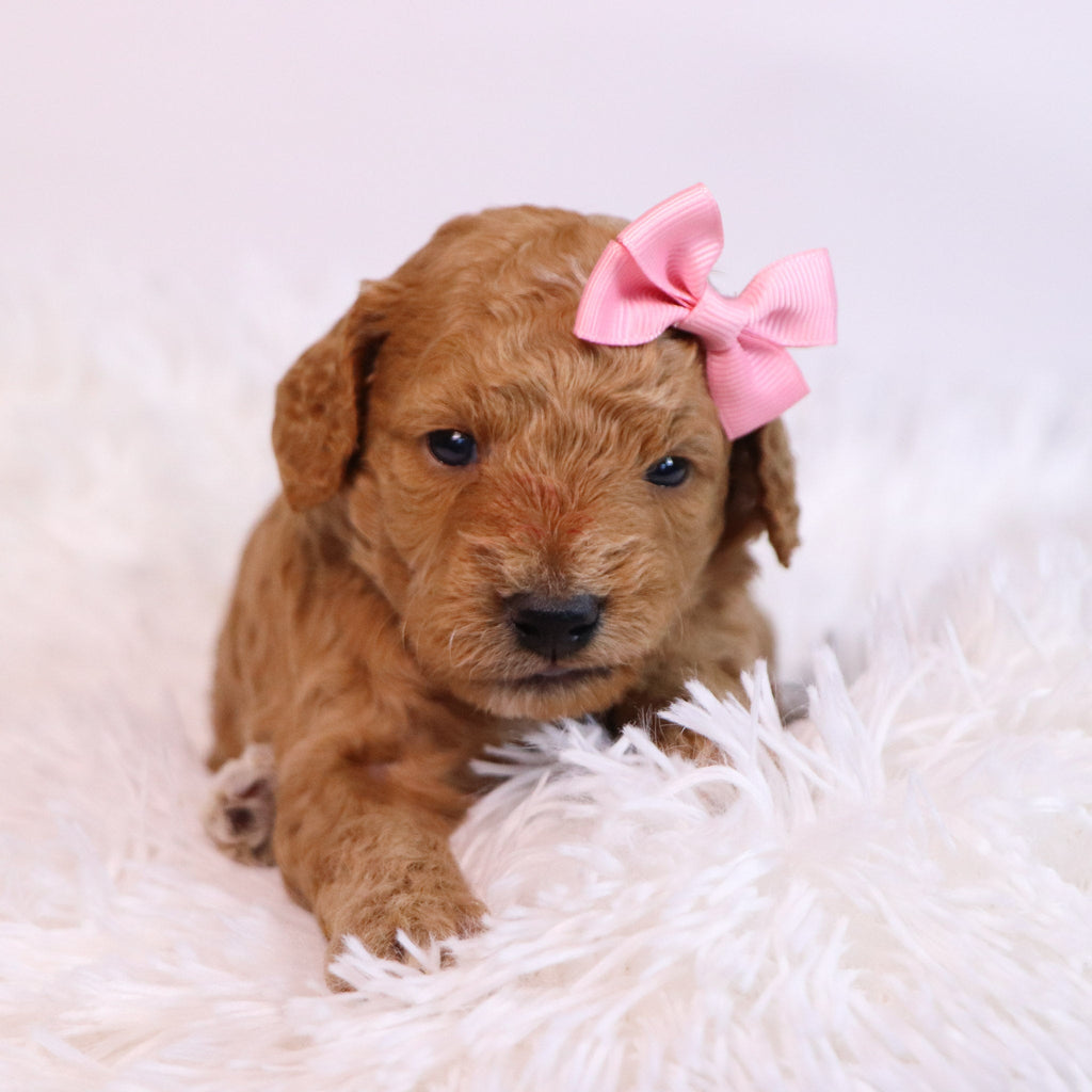 Jules - Available 12/10