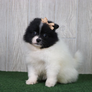 PUPPIES IN MADISON, NORTH CAROLINA