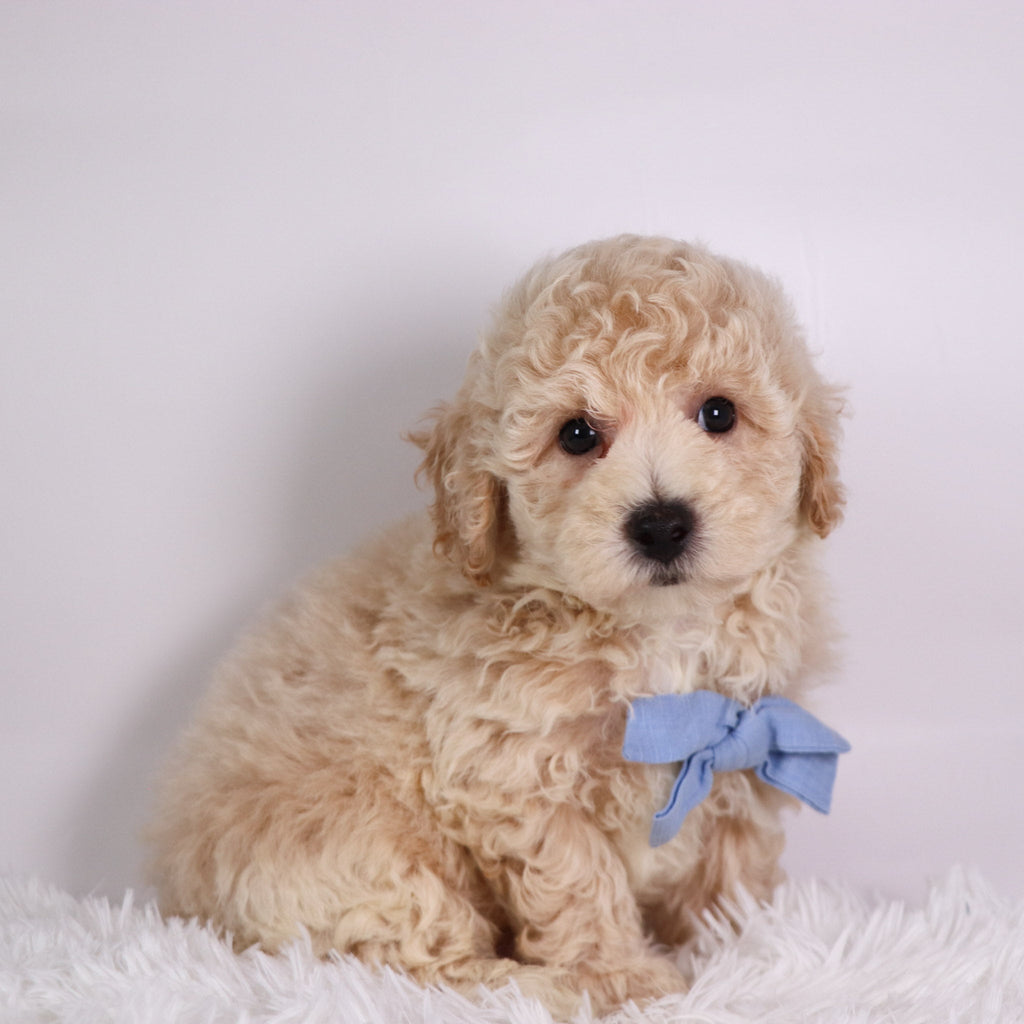 Kane - Available Now