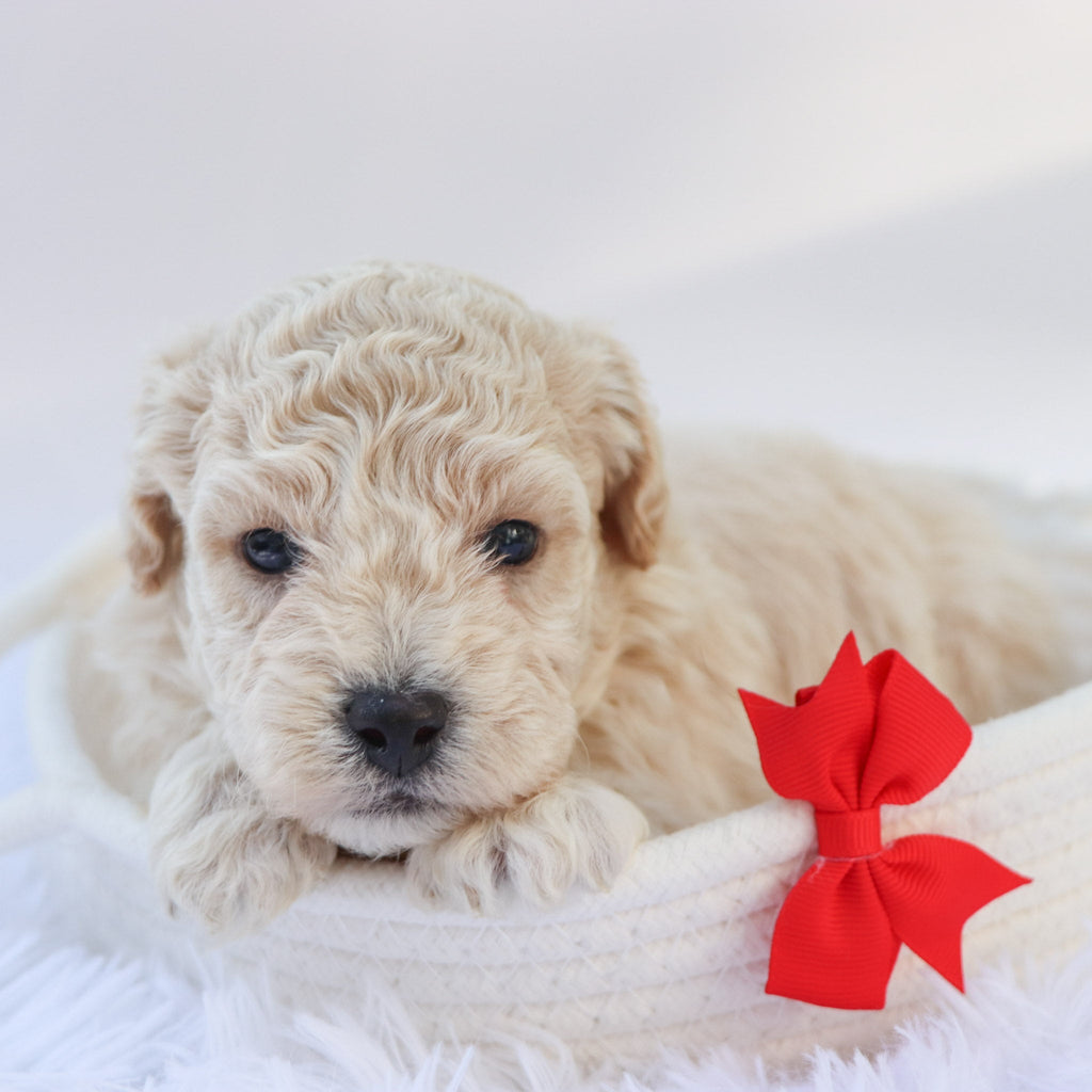 Kane - Available Now