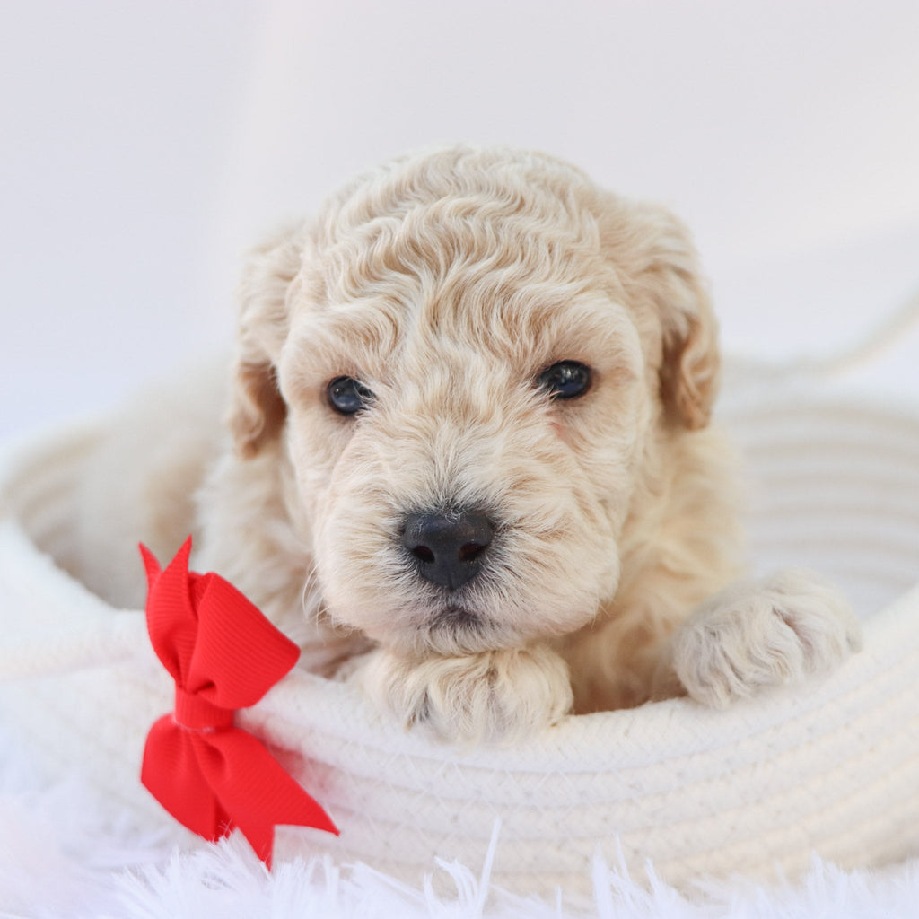 Kane - Available Now