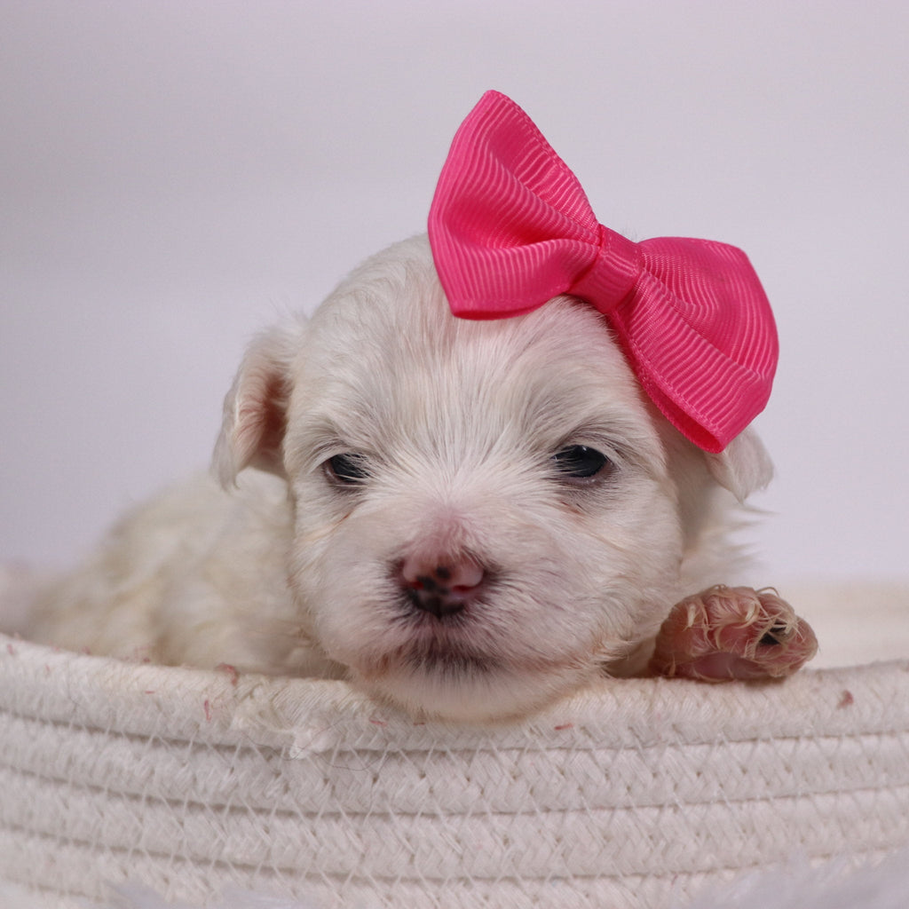 Kari - Available 11/12