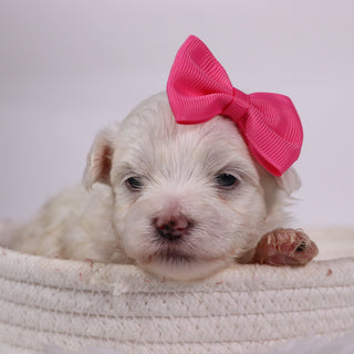 Kari - Available 11/12