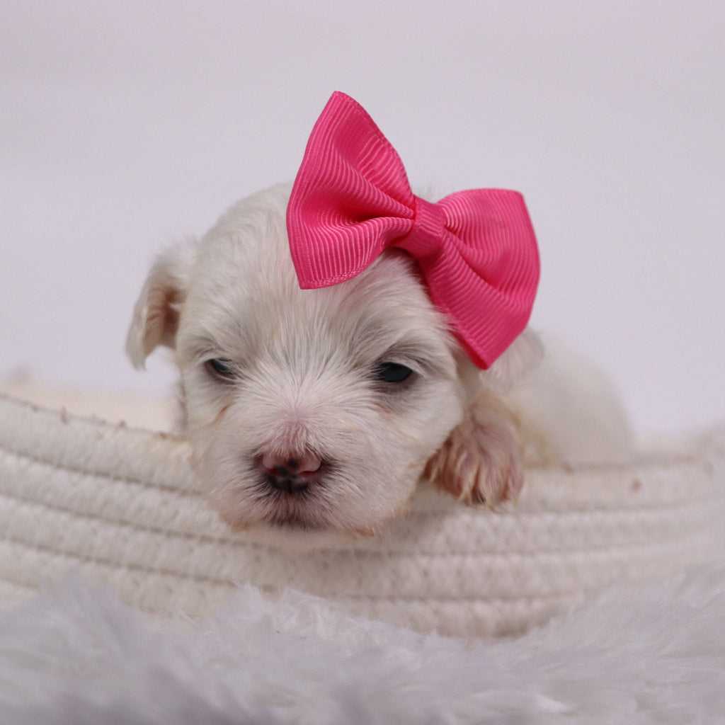 Kari - Available 11/12