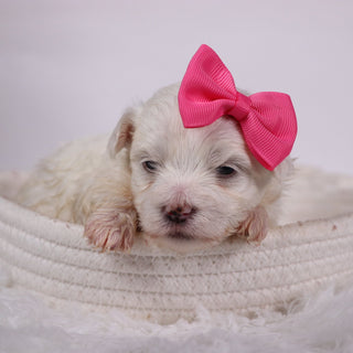 Kari - Available Now