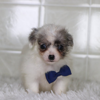 Karl - Available 2/4