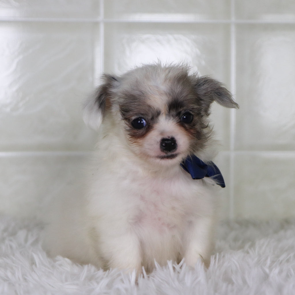 Karl - Available 2/4