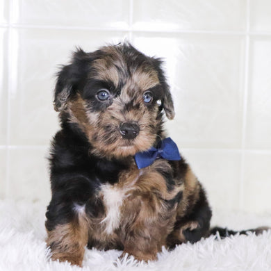 Ken - Available 1/28