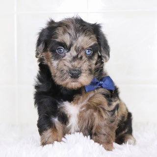 Ken - Available 1/28