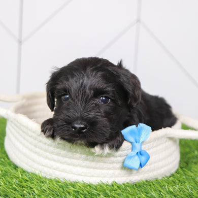 Kennedy - Available 2/4