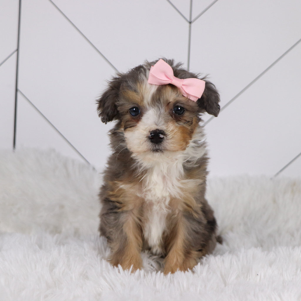 Kenya - Available 1/22