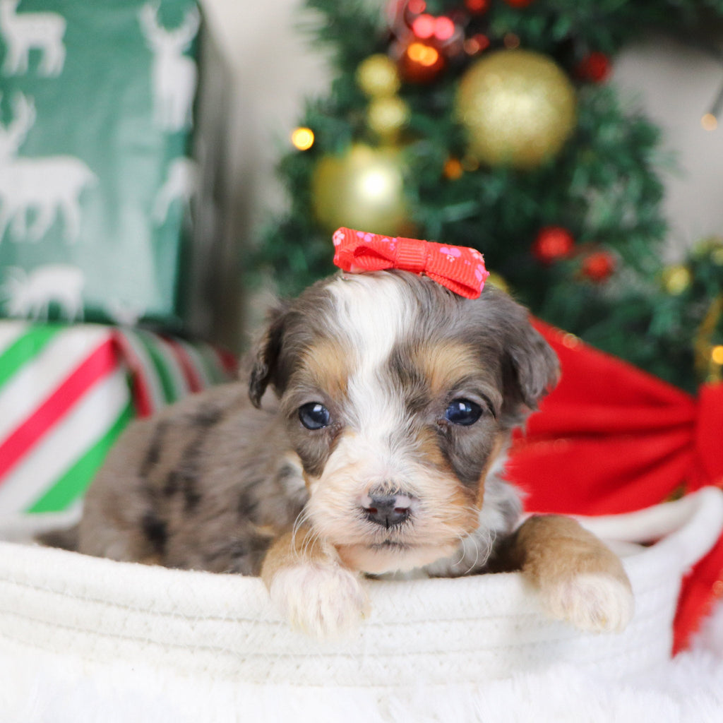 Kenya - Available 1/21