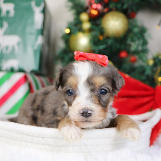 Kenya - Available 1/22