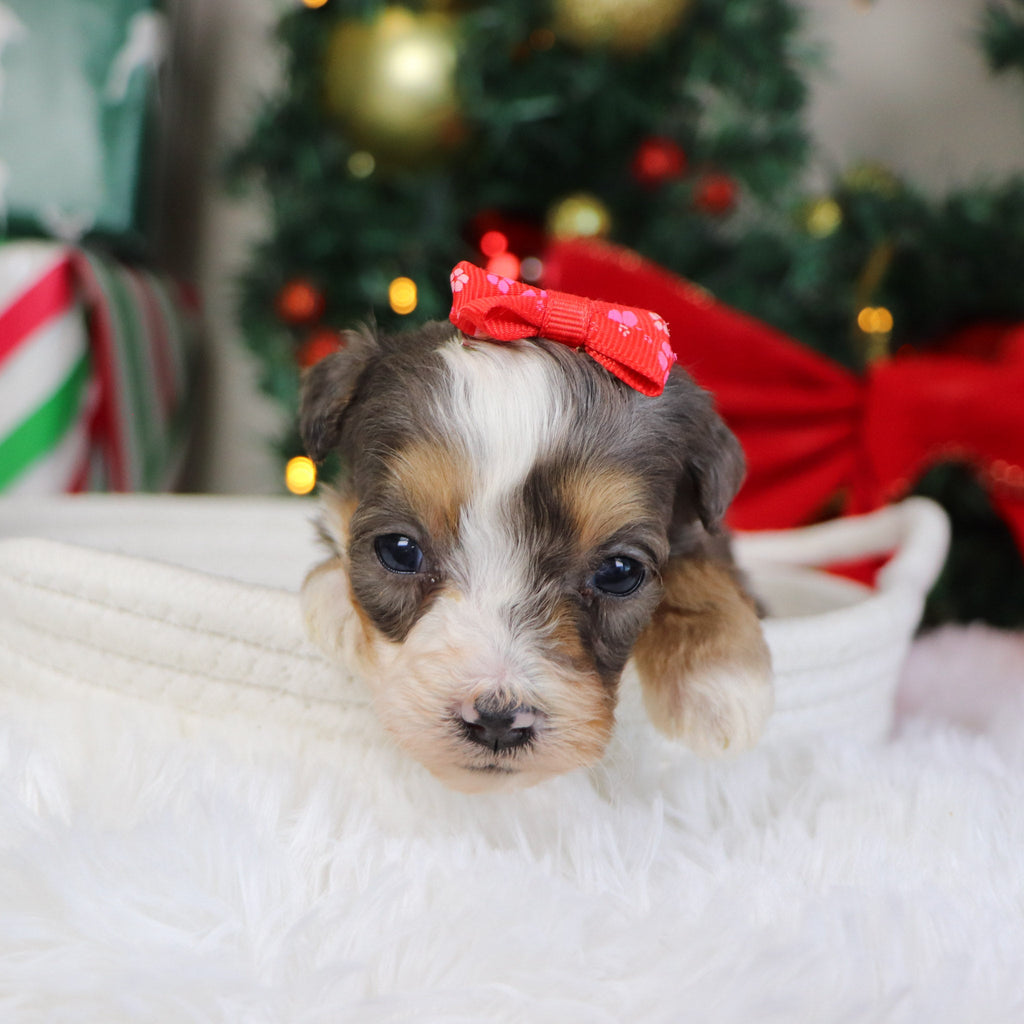 Kenya - Available 1/22