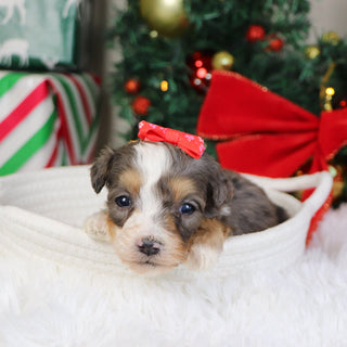 Kenya - Available 1/22