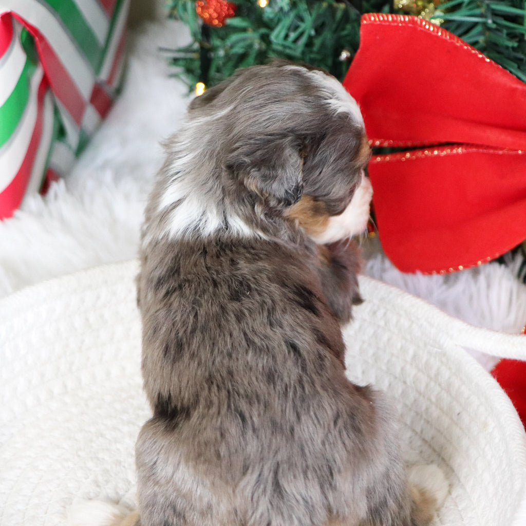 Kenya - Available 1/21