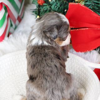 Kenya - Available 1/21