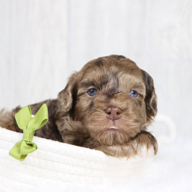 Kip - Available 2/11