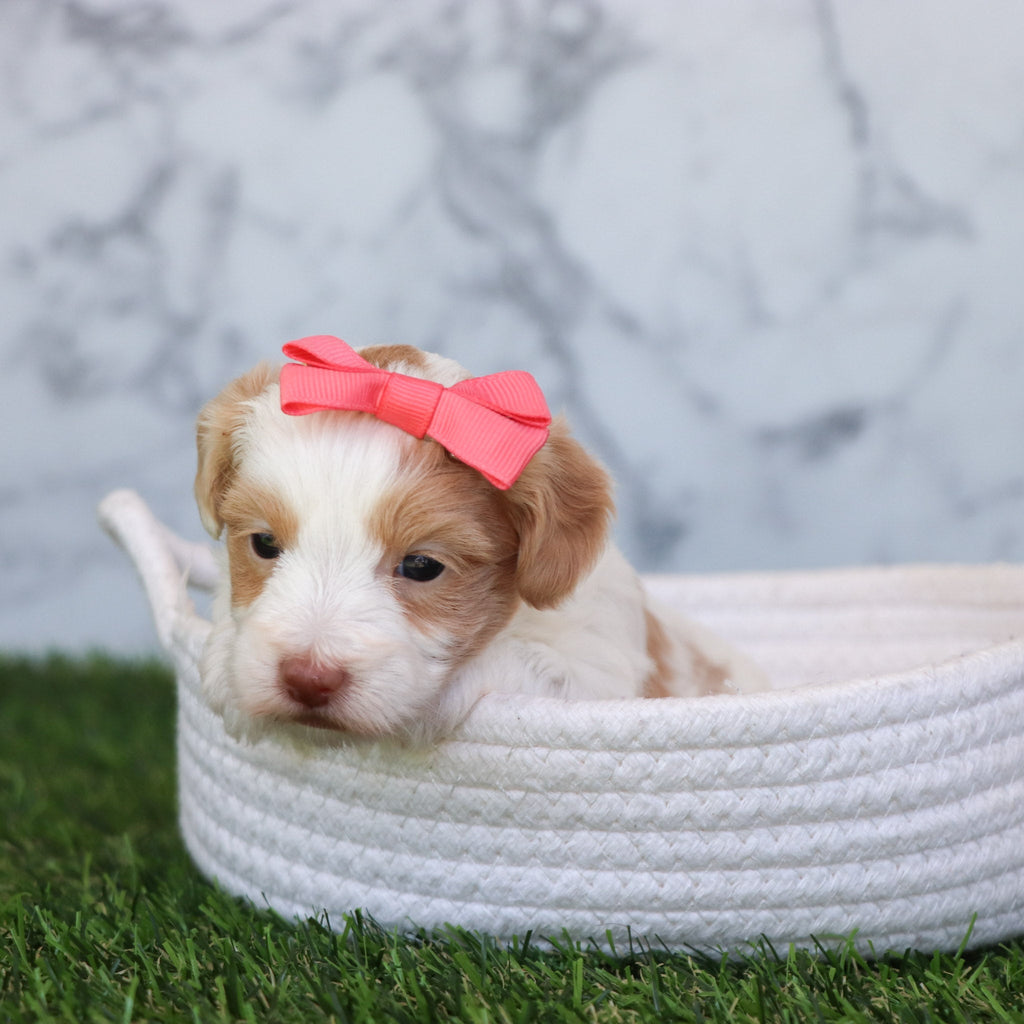 Kiva - Available 6/4