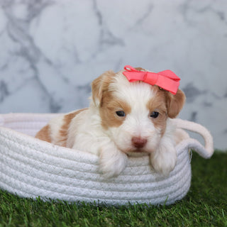 Kiva - Available 6/4