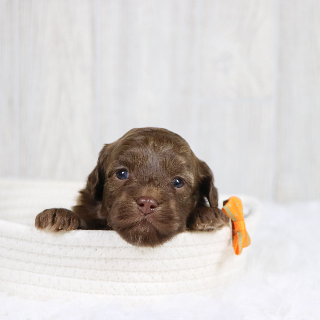 Knox - Available 2/11