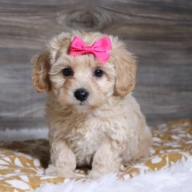 Koala - Available 12/3