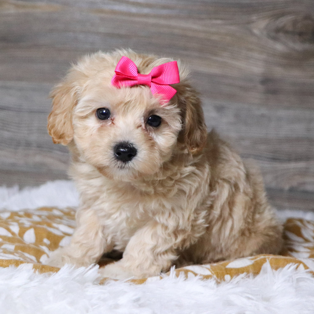 Koala - Available 12/3