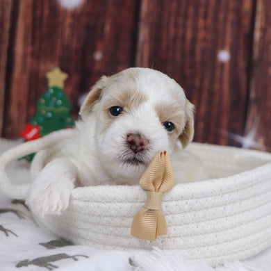 Kobe - Available 12/31