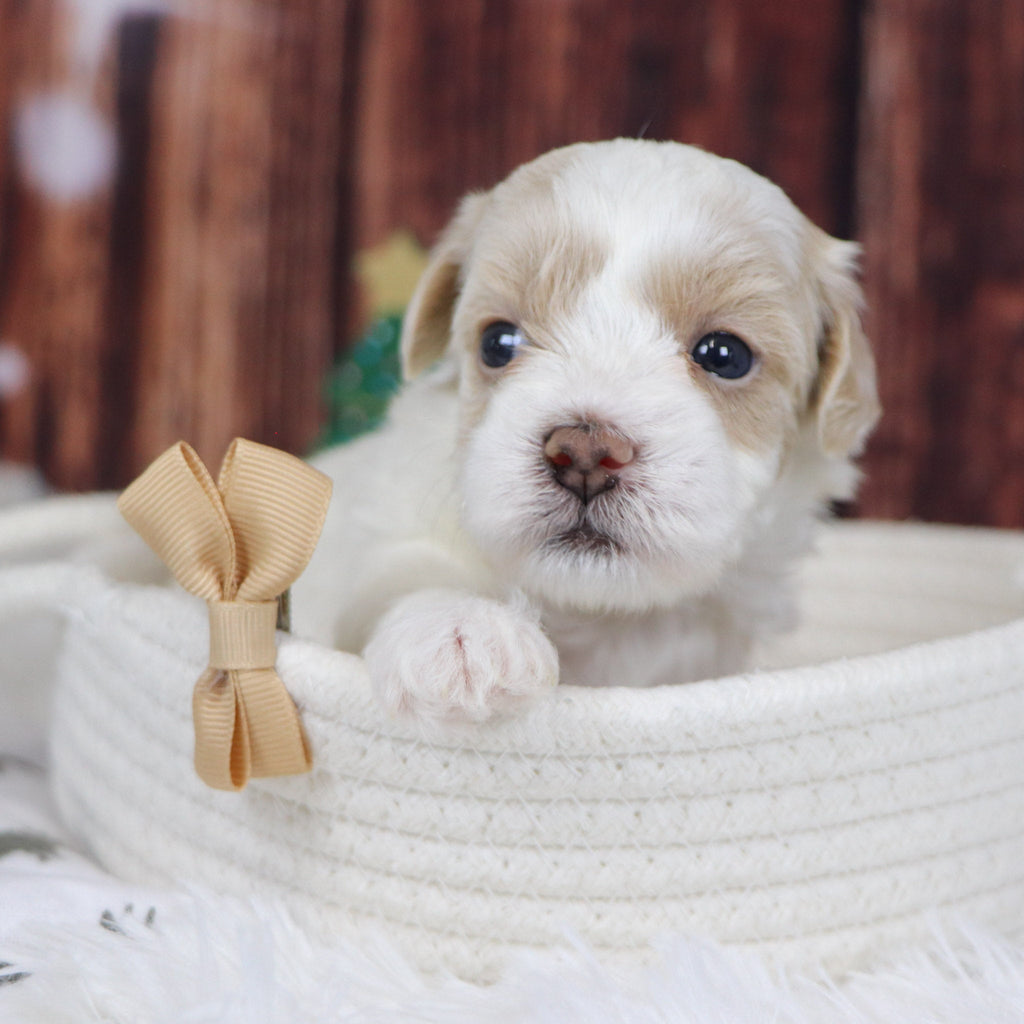 Kobe - Available 12/31