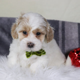 Kobe - Available 12/31